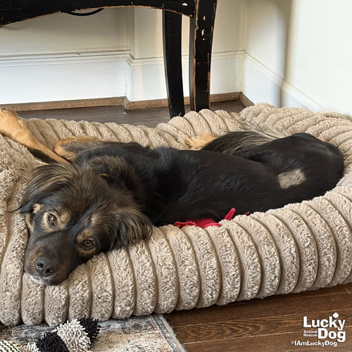 SHELBY - Collie / Shepherd available for adoption