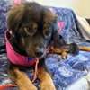 Shelby - Photo 3