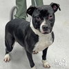 Perdita - Photo 4