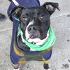 Perdita - Photo 2