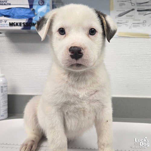 FROSTY - Retriever / Shepherd available for adoption