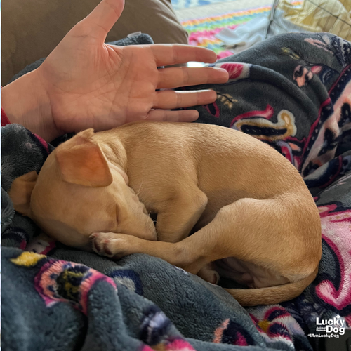 WINNIE - Chihuahua available for adoption