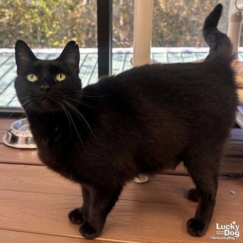DRAKE - Domestic Short Hair available for adoption