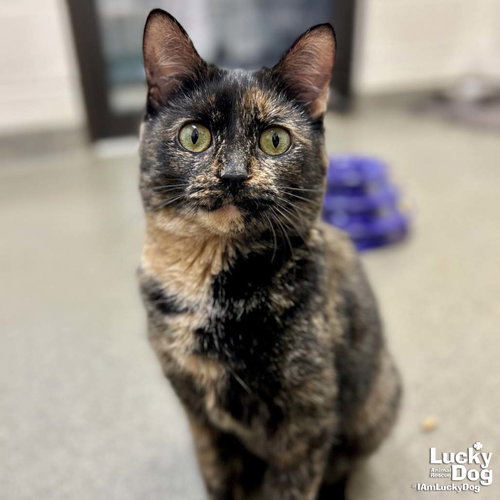 HORSES IN THE STABLE - Domestic Short Hair available for adoption