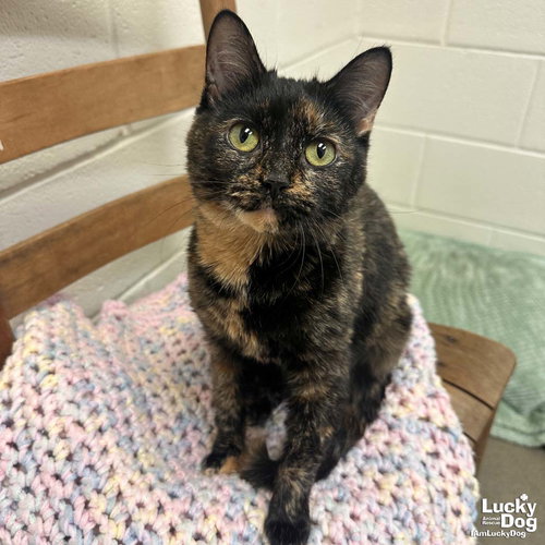 HORSES IN THE STABLE - Domestic Short Hair available for adoption