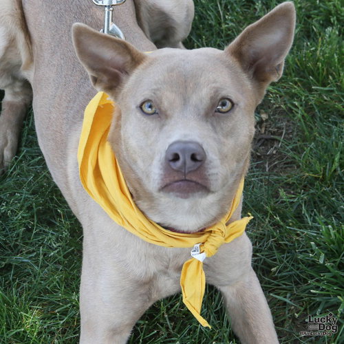 Missy, an adoptable Carolina Dog in Washington, DC