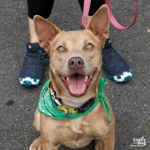 Missy, a Carolina Dog / Shepherd / Mixed (short coat) dog for adoption in Washington, DC, photo 1 of 4