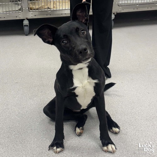 PIPPIN - Labrador Retriever / Retriever available for adoption