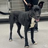 Pippin - Photo 2
