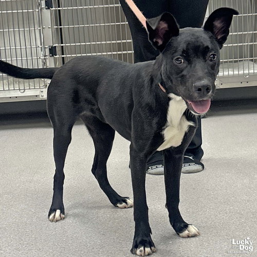 PIPPIN - Labrador Retriever / Retriever available for adoption
