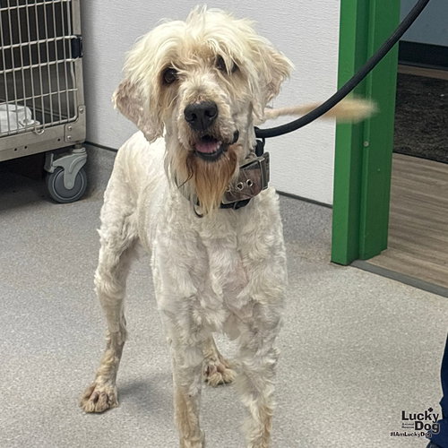 SPARROW - Poodle (Standard) / Labrador Retriever available for adoption