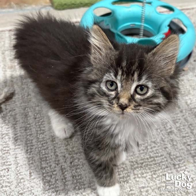 Baby Wolfie Image