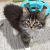 Baby Wolfie - Photo 1