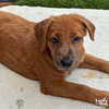 Lil Frenchie - Photo 1