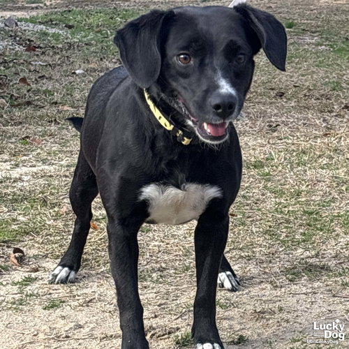 PRISSY - Labrador Retriever / Beagle available for adoption