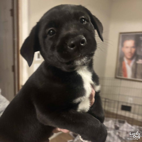 DR. PEPPER - Labrador Retriever / Flat-coated Retriever available for adoption