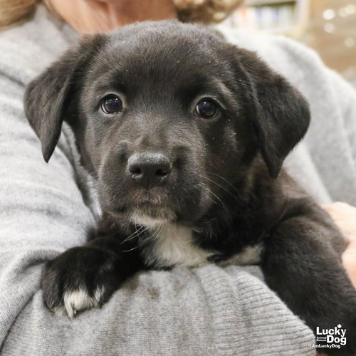 DR. BUBBLES - Labrador Retriever / Flat-coated Retriever available for adoption