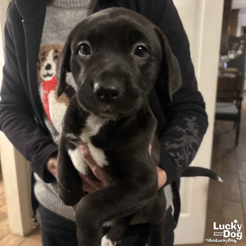 DR. COLA - Labrador Retriever / Flat-coated Retriever available for adoption