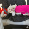 Piglet - Photo 4