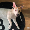 Piglet - Photo 2
