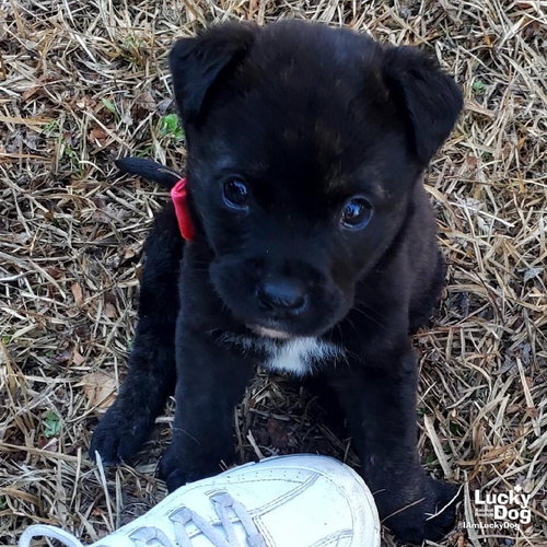 MARKY MARK - Shepherd / Labrador Retriever available for adoption