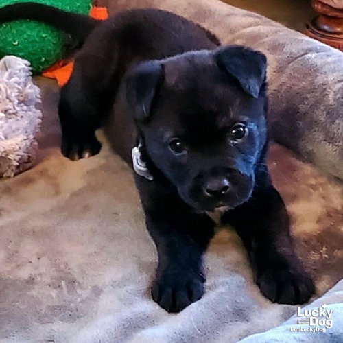 MARKY MARK - Shepherd / Labrador Retriever available for adoption