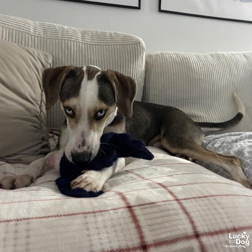 JETHRO - Hound / Labrador Retriever available for adoption