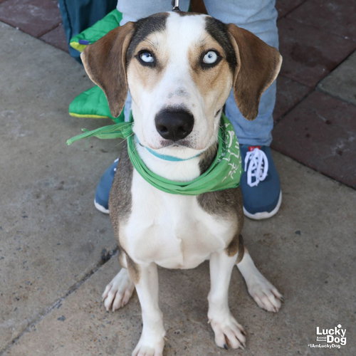 JETHRO - Hound / Labrador Retriever available for adoption