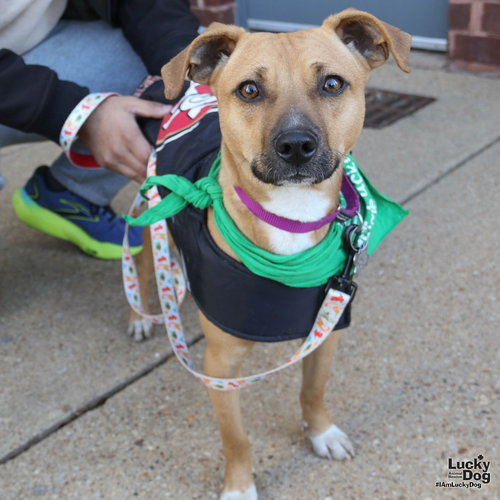 LONDON - Beagle / Shepherd available for adoption