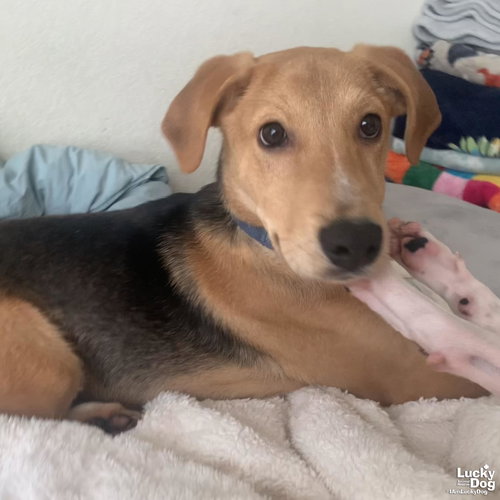 ANTLER - Beagle / Shepherd available for adoption