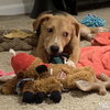 Antler - Photo 4