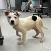 Foster - Photo 3