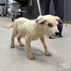 Foster - Photo 4