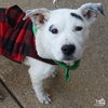 Foster - Photo 1