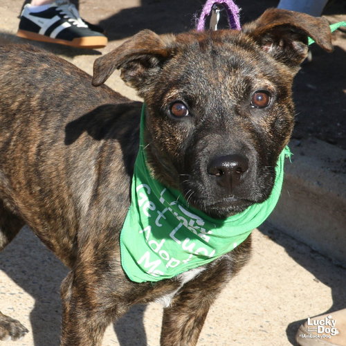 FRANNY - Boxer / Terrier available for adoption