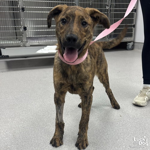 SPARROW - Shepherd available for adoption