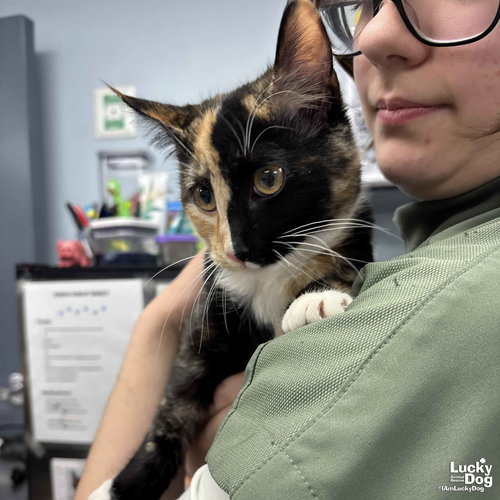 SPRINKLES - Domestic Short Hair available for adoption