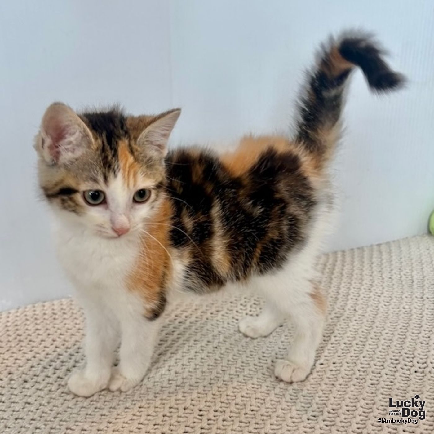 Effie Image