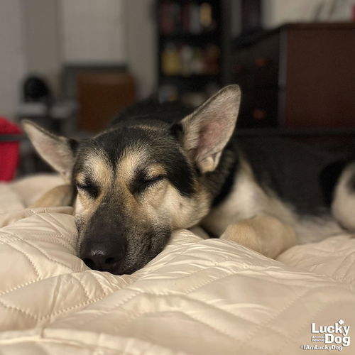 Sarge — thumbnail 3