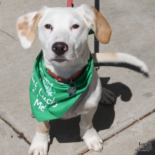 Opal, an adoptable Basset Hound in Washington, DC