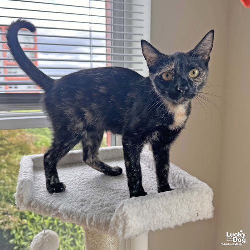 Reese Cup, Baby Domestic Short Hair / Mixed (short coat), cat for adoption in Bowie, Maryland
