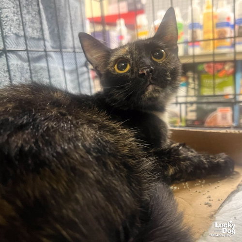 Reese Cup, Baby Domestic Short Hair / Mixed (short coat), cat for adoption in Frederick, Maryland