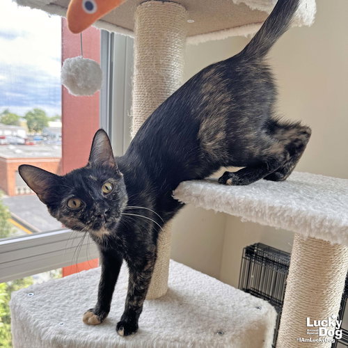 Rolo, Baby Domestic Short Hair / Mixed (short coat), cat for adoption in Bowie, Maryland