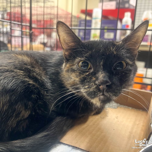 Rolo, Baby Domestic Short Hair / Mixed (short coat), cat for adoption in Frederick, Maryland