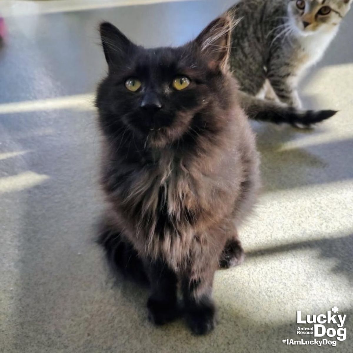 Fuzzy Lumpkins Image