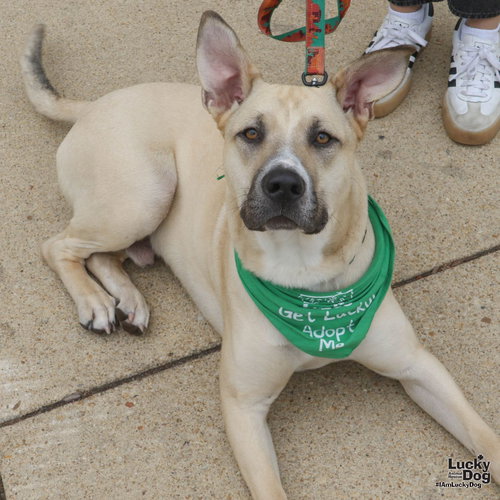 Wheelie, an adoptable Shepherd in Washington, DC