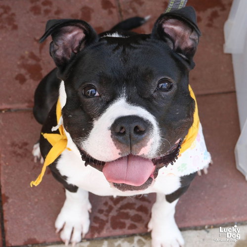 Lil Bit, an adoptable Terrier in Washington, DC