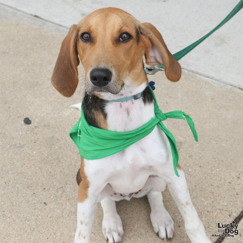 Timothy, an adoptable Hound in Washington, DC