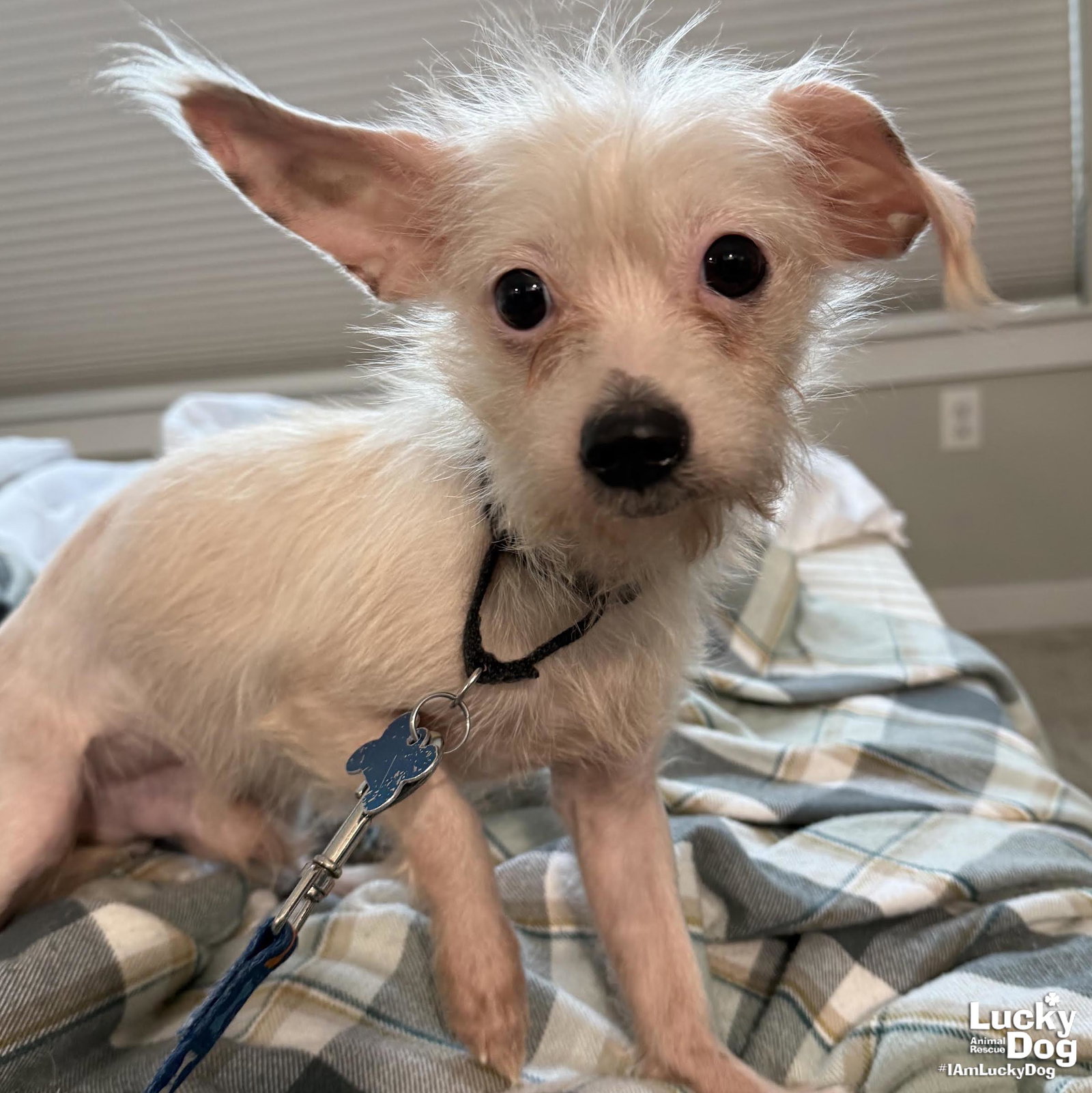 Snowie Image