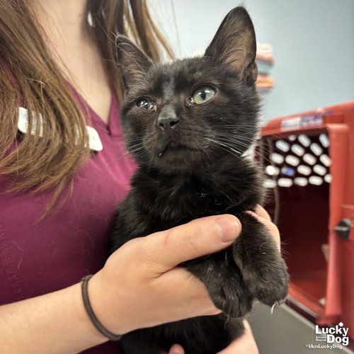 FRITZ - Domestic Short Hair available for adoption